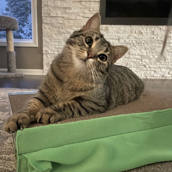 Meet your Posher, Darla - Picture 8 of 8